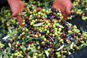 نمک مخصوص زیتون